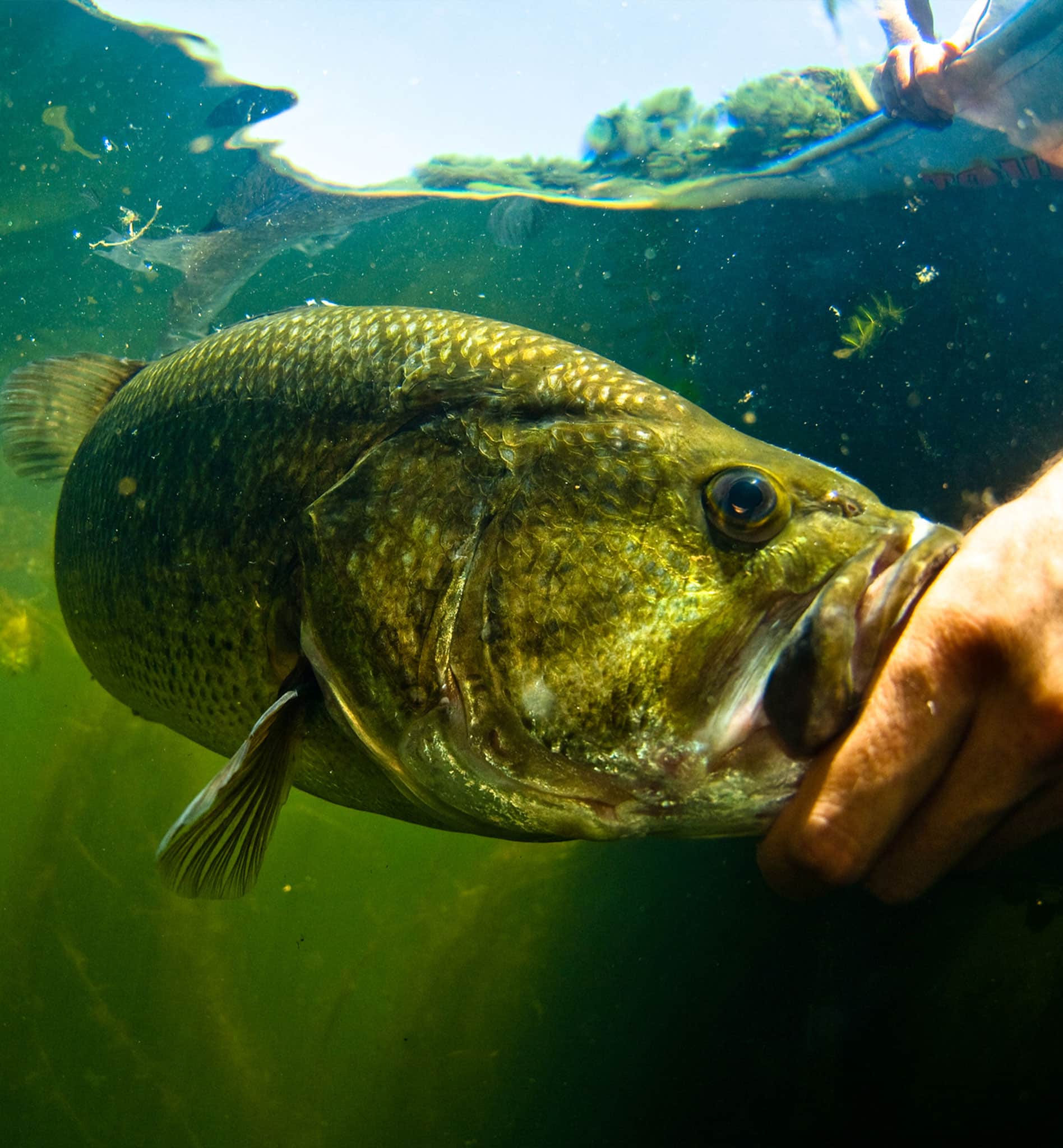a frog holding a fish